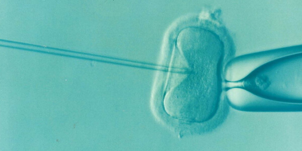 needle performing in vitro fertilization under a microscope