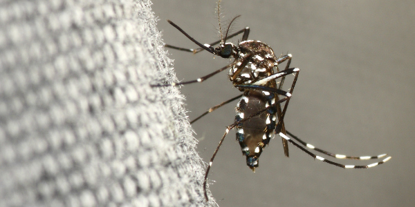 aedes mosquito, carrier of Zika