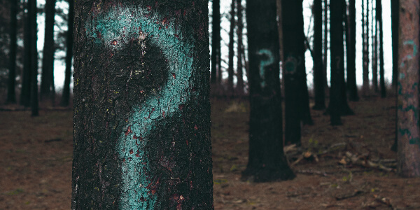 a forest with question marks on the trees symbolizing our insurance survey