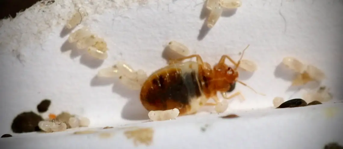 A bed bug nymph and their eggs